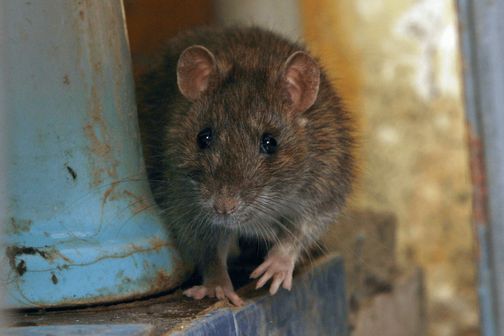 Are millions of NYC rats carrying COVID?