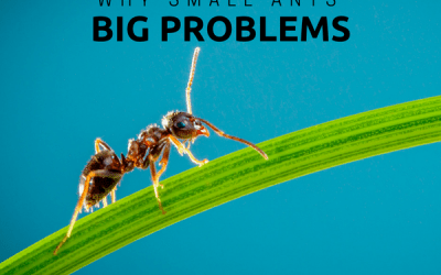 Why Small Ants Can Cause Big Problems