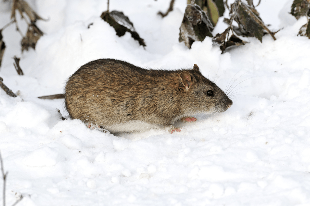 Winter Rodent Control